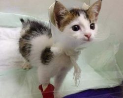 After saving this calico kitty from a dumpster, rescuer finds out this cat is actually a rare treasure