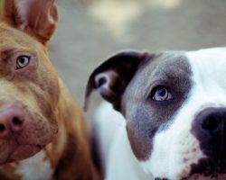 12 Things That Make Pit Bulls Happy