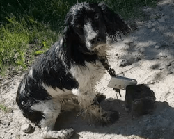 Woman Spots Wet Dog By A River, Then Sees The Makeshift Anchor Around His Neck