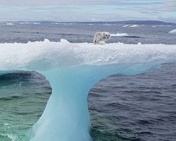 Arctic Fox Stranded On Iceberg Miles From Shore Rescued By Fishermen