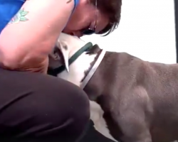 Dog’s So Shocked About Leaving The Shelter That He Can’t Even Move