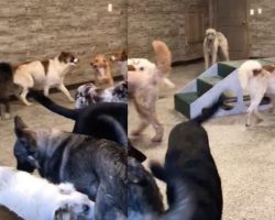 Socially Awkward Dog At Doggy Daycare Makes Everyone Laugh