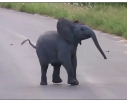 Baby Elephant Dances With Birds – Their Impromptu ‘Playdate’ Is Internet Gold