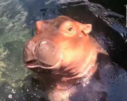 Highlights Of Baby Hippo’s First Year Are Absolutely Precious