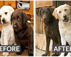 8 Heartwarming Before And After Photos Of Dogs Growing Up Together