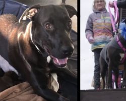 Dog’s 12 Puppies Get Adopted Out But Months Later She Looks In Yard & Has Amazing Reaction