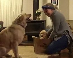 Mom Brings Puppy Home & Older Dog’s Reaction Has Everyone Melting