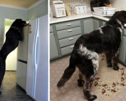 15 Dogs Who’d Need No Help Reaching The Secret Treat Cabinet