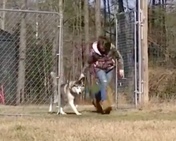 After Spending His Entire Life On A Chain, Biscuit Is Shown An Empty Field