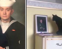 Black Cat Won’t Stop Staring At Photo Of Navy Son Until Mom Pieces Together Truth She Missed