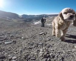 Beloved Dog Takes One Last Hike With Owner On 14er Mountain
