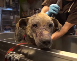 Brutalized Dog Gets Second Chance. His Joy Brought Tears To My Eyes