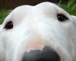 12 Reasons Why Bull Terriers Are The Most Dangerous Pets. The Last One Is Horrible.