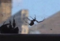 Bumblebee Caught In A Spider’s Web Has No Chance Of Escape Until Another Bee Arrives