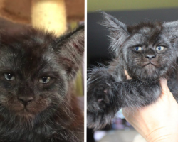 People Say This Cat Has A Human Face, And It’s Hard To Unsee