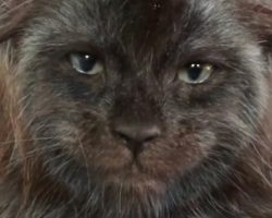 Maine Coon Kitten With Very Human-Like Face Is Freaking People Out