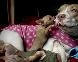 Shelter Pit Bull Couldn’t Find A Forever Home, And It Couldn’t Have Worked Out Better