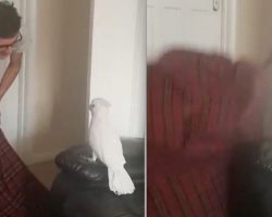 Cockatoo Has Adorable Reaction To Magic ‘Fluff Challenge’ Trick
