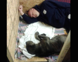 Cop Goes Above And Beyond The Call Of Duty For Pit Bull Being Beaten By Owner