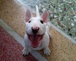 6 Problems Only English Bull Terrier Owners Will Understand
