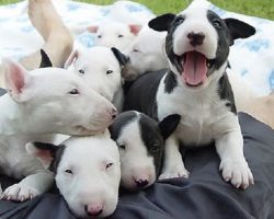 10 Signs You Are A Crazy English Bull Terrier Person