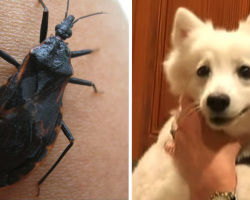 Dogs Are Coming Down With A Rare And Life-Threatening Disease From This Bug
