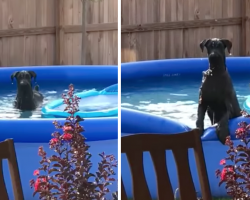 Guilty Dog Caught In The Pool By Owner, Tries To Play It Off As If It Never Happened