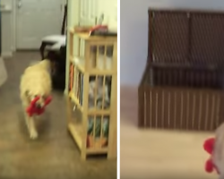 Dad Tells Dog To Clean The House, Golden Retriever Goes On Adorable Cleaning Spree