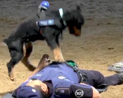 Police Dog Enthusiastically Performs CPR On Police Officer In Viral Video