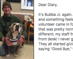 Dog’s Diary Entry On Day 94 At The Shelter Describes His Favorite Volunteer Taking Him Home