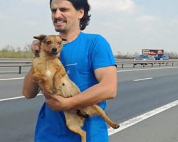 Veterinarian Saves Abandoned Dog From Middle Of Busy Highway