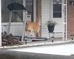 Clever Dog Owner Figures Out How To Keep His Dog Happy On A Rainy Day