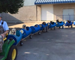 Retired Man Builds ‘Dog Train’ To Take Rescue Pups On Rides