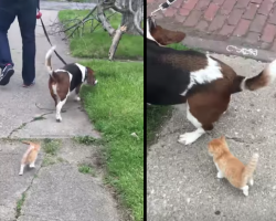 Family’s Taking A Walk When A Feral Kitten Decides To Follow The Dog Home