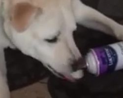 Mom Surprised To Discover One Of Her ‘Kids’ Eating Whipping Cream From The Can