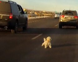 Horrifying video shows dog leap from moving car onto busy road