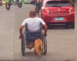 Stranger Notices Dog Sneaking Behind Man In Wheelchair Captures Footage That Goes Viral