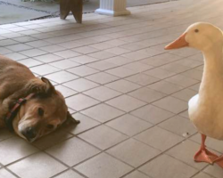 Duck Waddles Onto The Porch Out Of Nowhere To Cheer Up A Sad Dog
