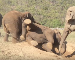 Elephant Playing With The Herd Rips A Fart, Walks Away In Embarrassment