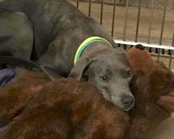 Loyal Dog Dumped At Shelter With Her Teddy Bear Finds A Dad Who’d Never Do That To Her