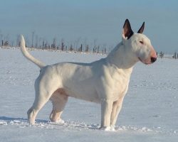 10 Best English Bull Terrier Dog Names