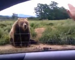 Woman Waves To A Bear From Her Car Has Bear Respond In Hilarious Fashion