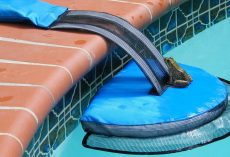 Man’s Invention Is Saving Small Wild Animals From Drowning In Pools