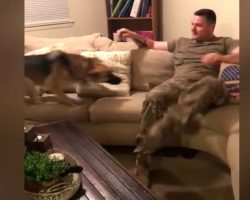 German Shepherd Thought Soldier Dad Abandoned Her Holding Nothing Back On Day Of Reunion
