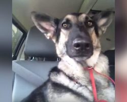 German Shepherd’s Favorite Song Starts Playing And Her Dance Moves Are Lighting Up The Internet