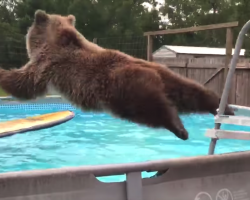 Grizzly Bear Jumps In Man’s Pool, Turns Around And Flashes A Smile