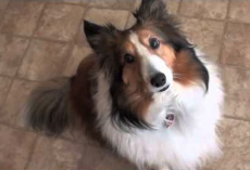 What a Sheltie does when Guilty!