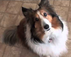 What a Sheltie does when Guilty!