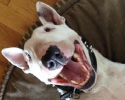 10 Things That Make English Bull Terriers Happy