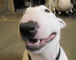 12 English Bull Terrier Property Laws